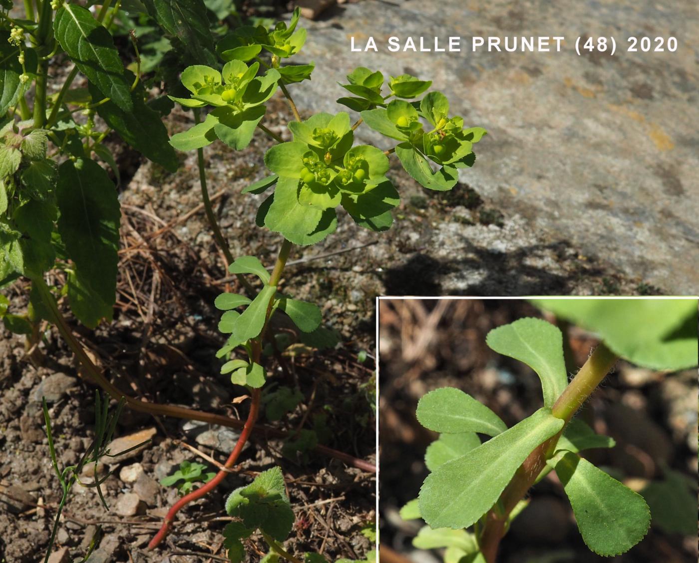 Spurge, Sun leaf